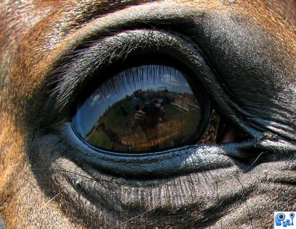 Horses Eye 